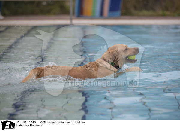 Labrador Retriever / Labrador Retriever / JM-19940