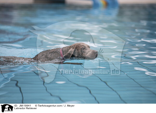 Labrador Retriever / JM-19941
