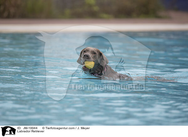 Labrador Retriever / JM-19944