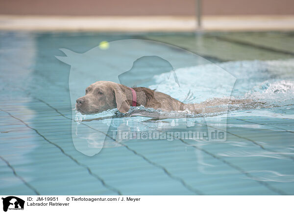 Labrador Retriever / JM-19951