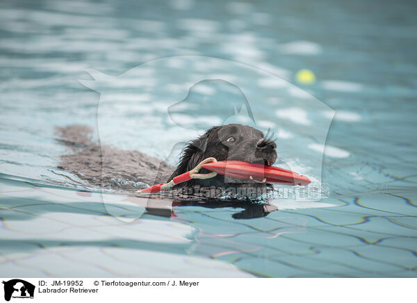 Labrador Retriever / Labrador Retriever / JM-19952