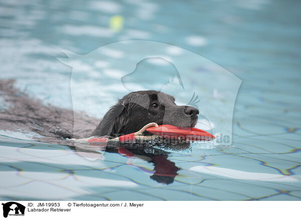 Labrador Retriever / Labrador Retriever / JM-19953