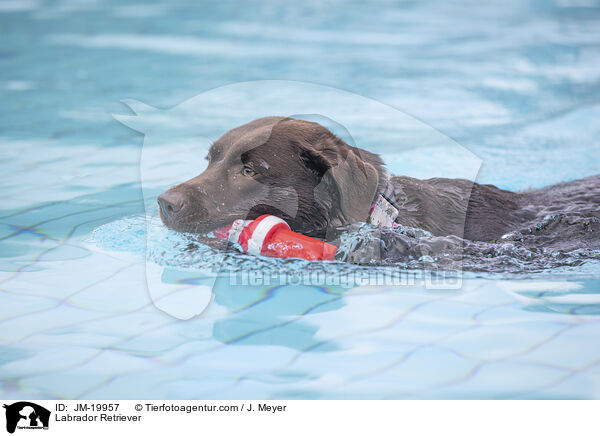 Labrador Retriever / JM-19957