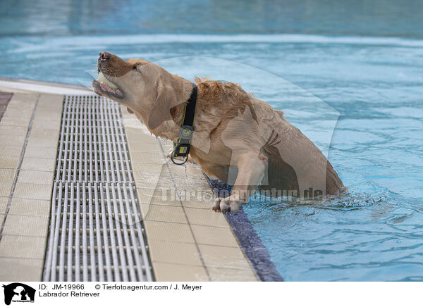 Labrador Retriever / Labrador Retriever / JM-19966
