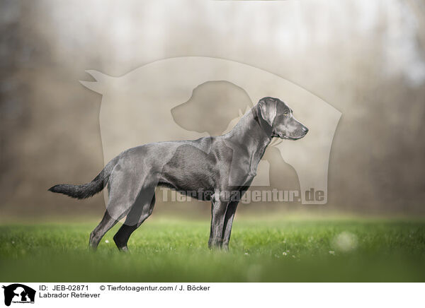 Labrador Retriever / JEB-02871