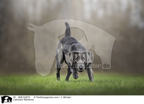 Labrador Retriever / JEB-02872