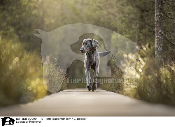 Labrador Retriever / JEB-02909