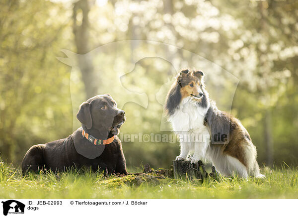 Hunde / dogs / JEB-02993