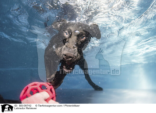 Labrador Retriever / Labrador Retriever / BS-08742