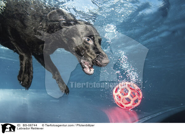 Labrador Retriever / BS-08744