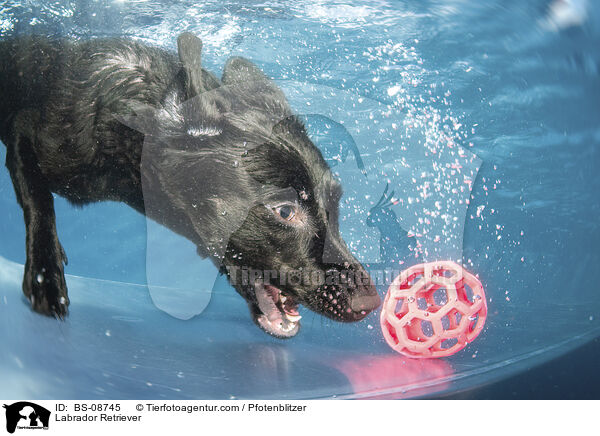Labrador Retriever / Labrador Retriever / BS-08745