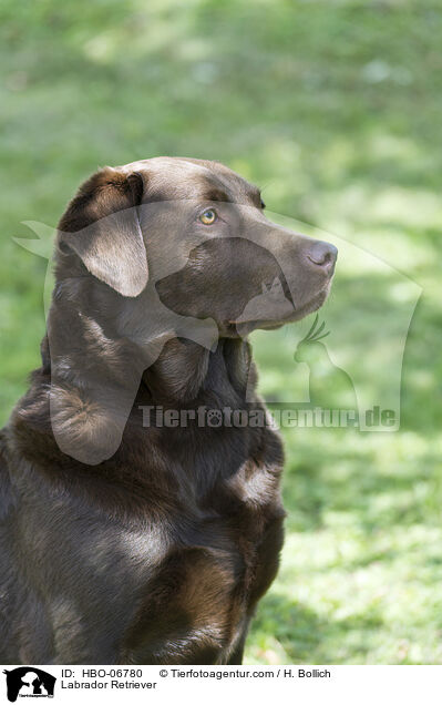 Labrador Retriever / Labrador Retriever / HBO-06780