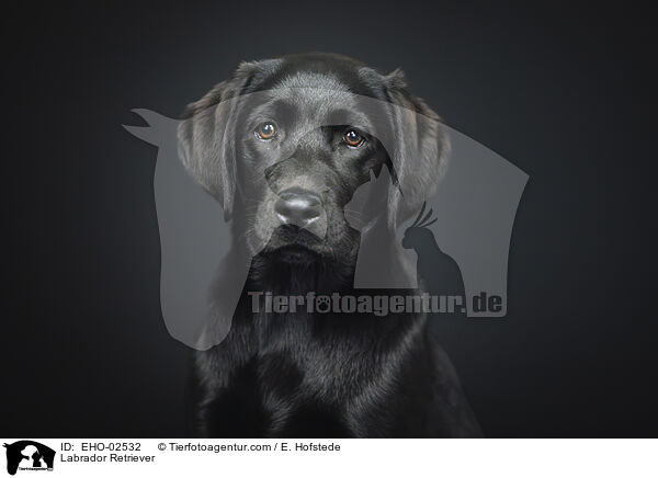 Labrador Retriever / Labrador Retriever / EHO-02532