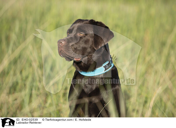 Labrador Retriever / EHO-02539