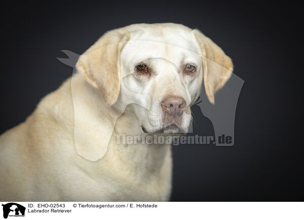 Labrador Retriever / Labrador Retriever / EHO-02543