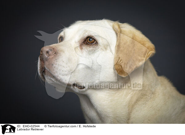 Labrador Retriever / Labrador Retriever / EHO-02544