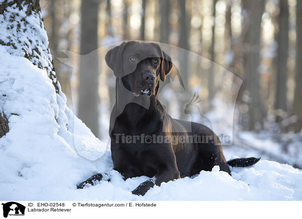 Labrador Retriever / Labrador Retriever / EHO-02548