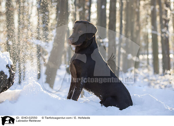 Labrador Retriever / Labrador Retriever / EHO-02550