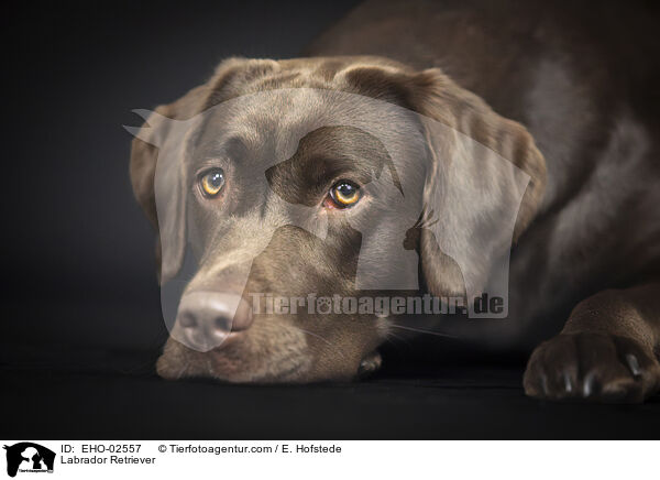 Labrador Retriever / Labrador Retriever / EHO-02557