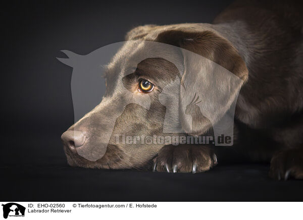 Labrador Retriever / Labrador Retriever / EHO-02560