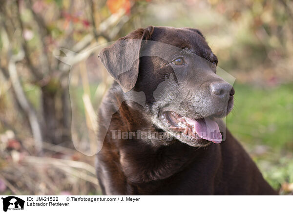 Labrador Retriever / JM-21522