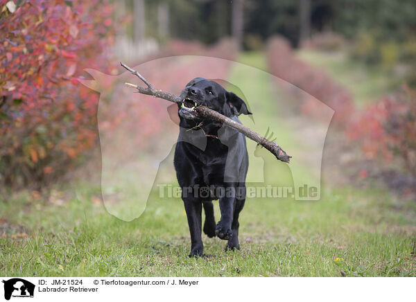 Labrador Retriever / Labrador Retriever / JM-21524