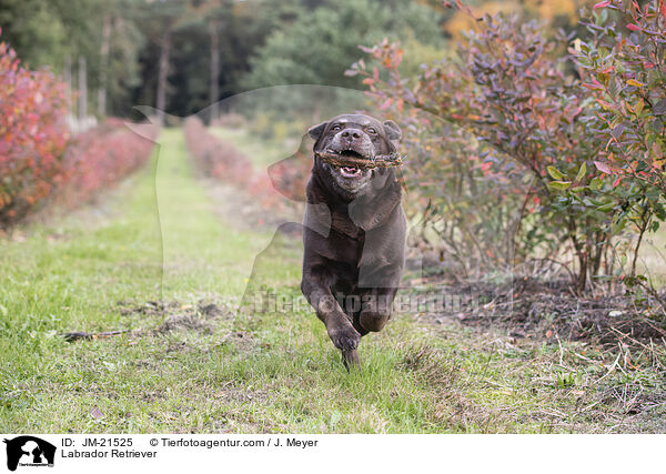 Labrador Retriever / JM-21525