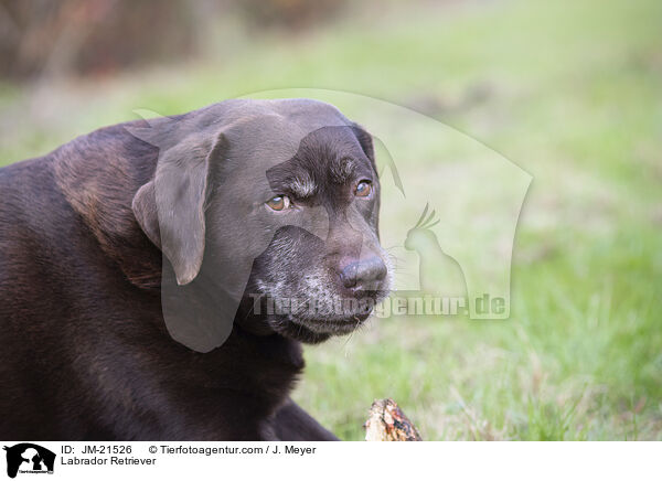 Labrador Retriever / JM-21526