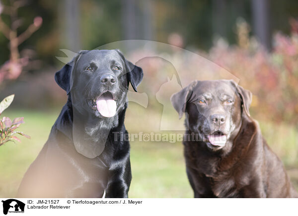 Labrador Retriever / JM-21527