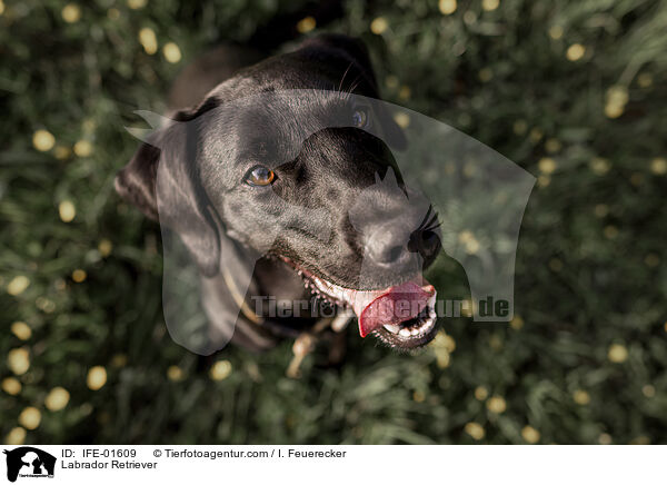 Labrador Retriever / IFE-01609