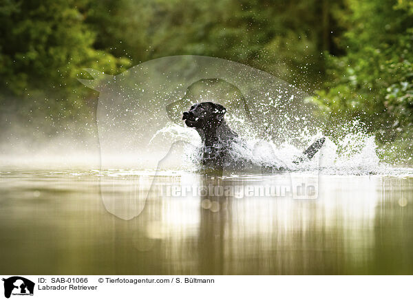 Labrador Retriever / Labrador Retriever / SAB-01066