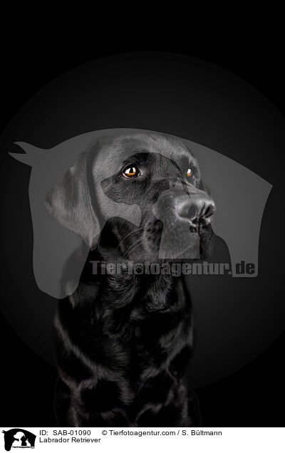 Labrador Retriever / Labrador Retriever / SAB-01090