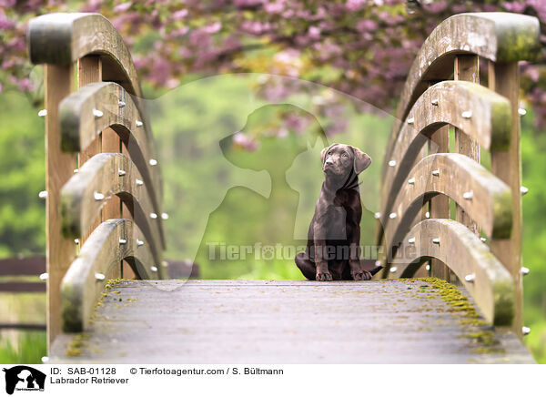 Labrador Retriever / Labrador Retriever / SAB-01128
