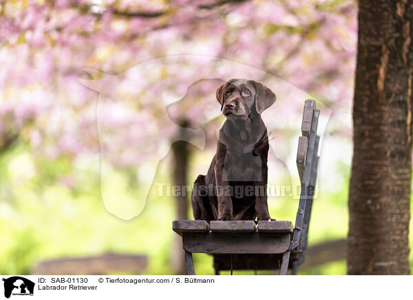 Labrador Retriever / SAB-01130