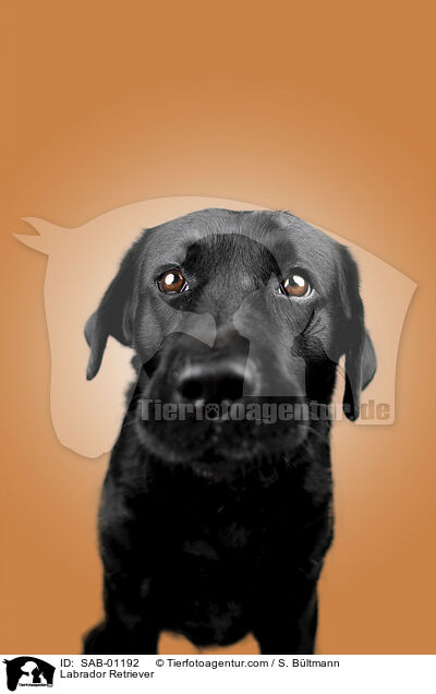 Labrador Retriever / Labrador Retriever / SAB-01192
