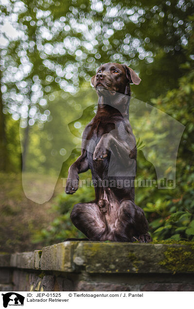 Labrador Retriever / JEP-01525