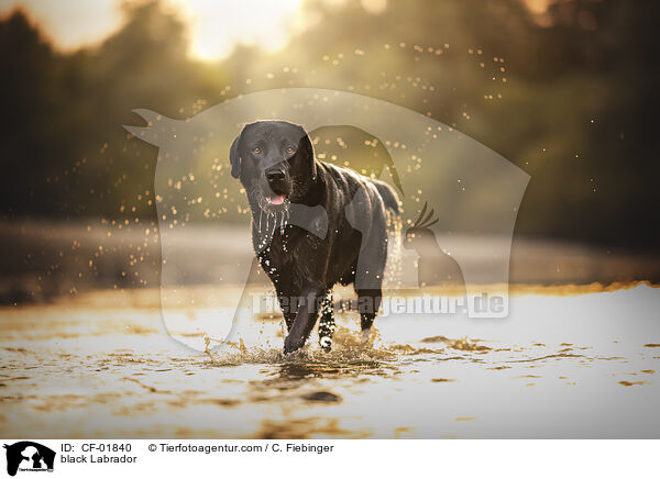 schwarzer Labrador / black Labrador / CF-01840