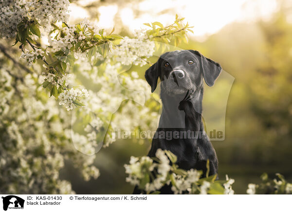schwarzer Labrador / black Labrador / KAS-01430
