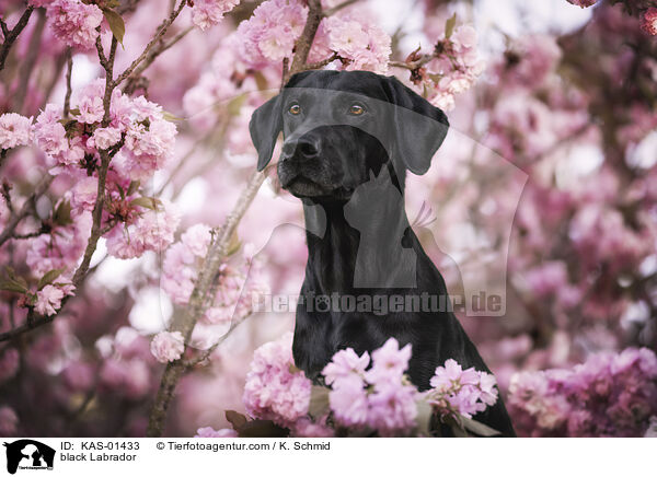 schwarzer Labrador / black Labrador / KAS-01433