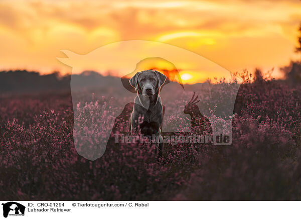 Labrador Retriever / Labrador Retriever / CRO-01294