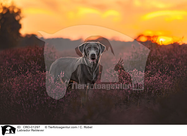 Labrador Retriever / Labrador Retriever / CRO-01297