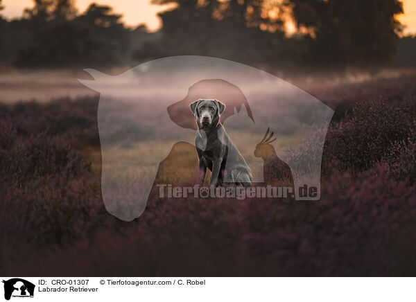 Labrador Retriever / Labrador Retriever / CRO-01307