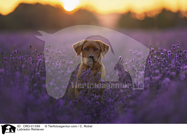 Labrador Retriever / Labrador Retriever / CRO-01399