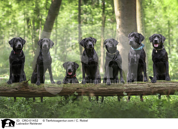 Labrador Retriever / Labrador Retriever / CRO-01452