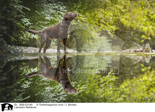 Labrador Retriever / Labrador Retriever / JEB-03180