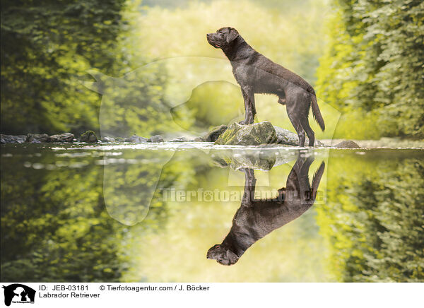 Labrador Retriever / Labrador Retriever / JEB-03181