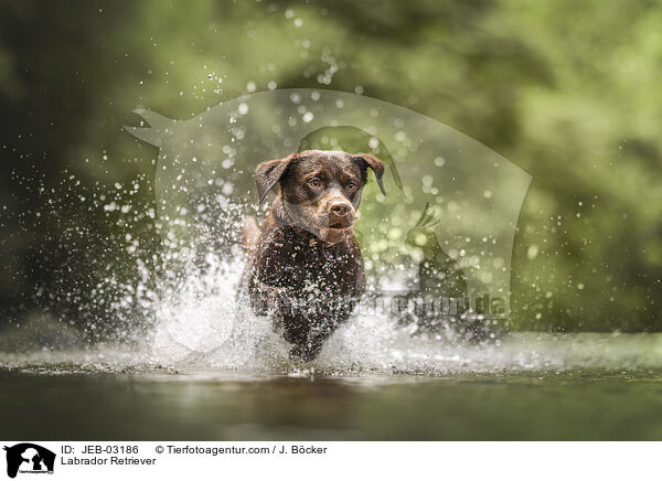 Labrador Retriever / JEB-03186