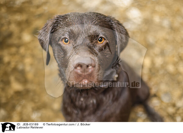Labrador Retriever / JEB-03189