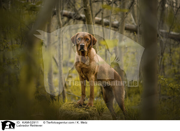 Labrador Retriever / Labrador Retriever / KAM-02911