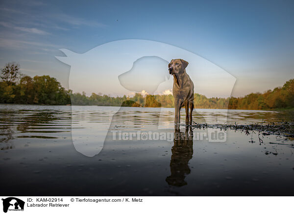 Labrador Retriever / Labrador Retriever / KAM-02914